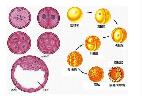 一个月两次排卵，生理奇迹还是健康警示？