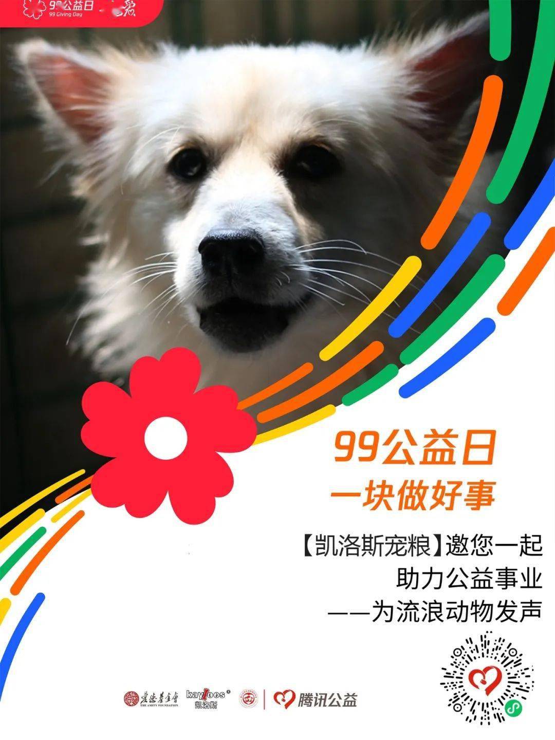 比特犬训练启程，从几个月开始，塑造卓越伙伴