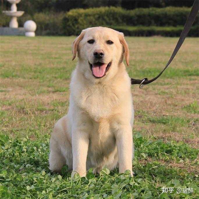 两个月大的拉布拉多犬训练指南