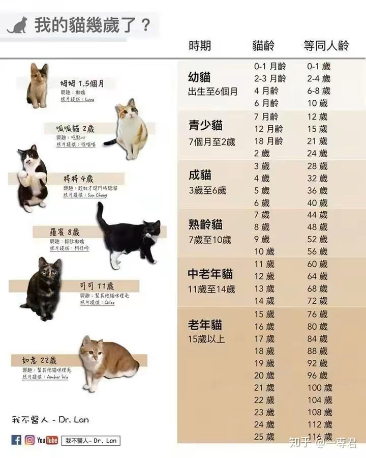 猫多少个月成年，猫咪成长周期详解