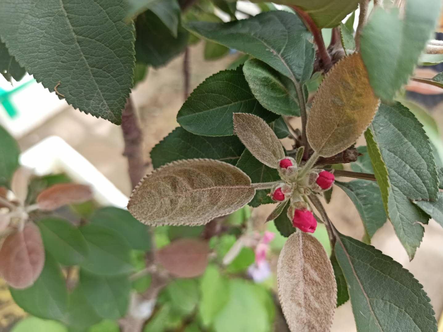 孕三个月不想要了怎么办，面对意外怀孕的心理与决策过程