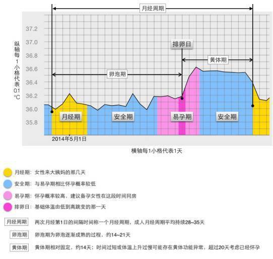 女性一个月排卵次数解析