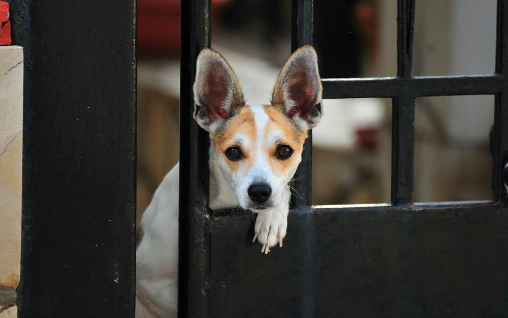 博美犬耳朵竖立的成长过程解析