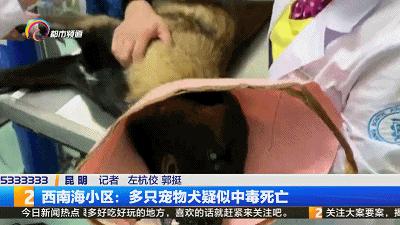 两个月大的泰迪犬出现抽搐现象，原因分析及应对建议