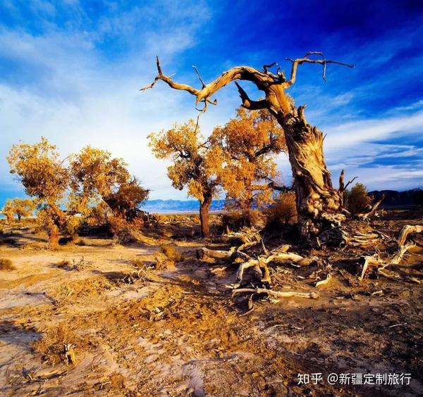 广东省能否种植胡杨树