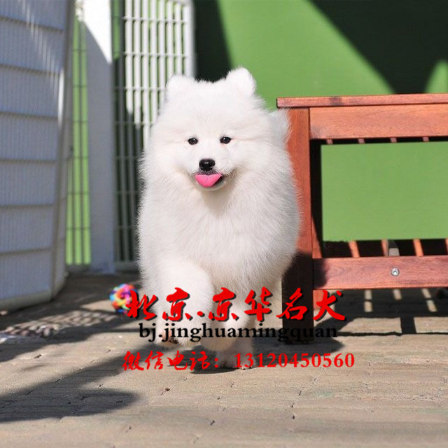 如何喂养八个月大的萨摩耶犬，专业指南