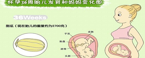 解读时间，怀孕36周加2天究竟是多少个月？