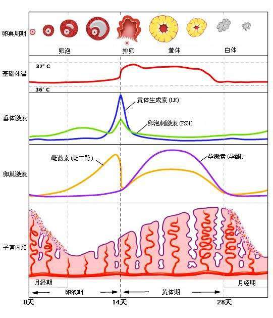 月经每个月都会提前吗？解析月经周期与个体差异