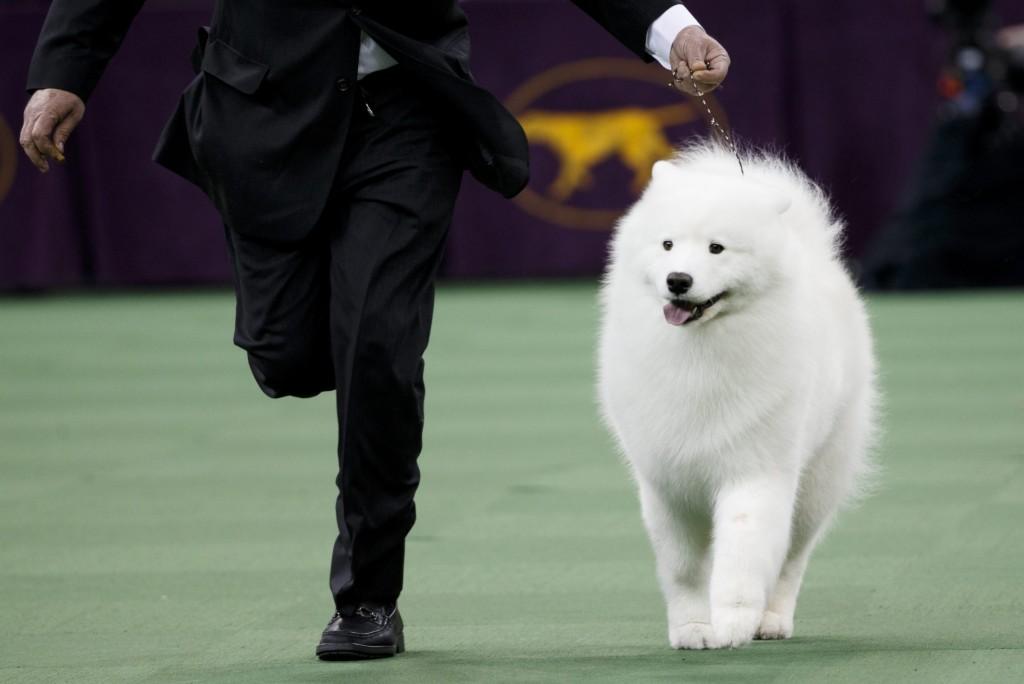 探索萨摩耶之美，一个月大的萨摩耶犬图片与成长故事