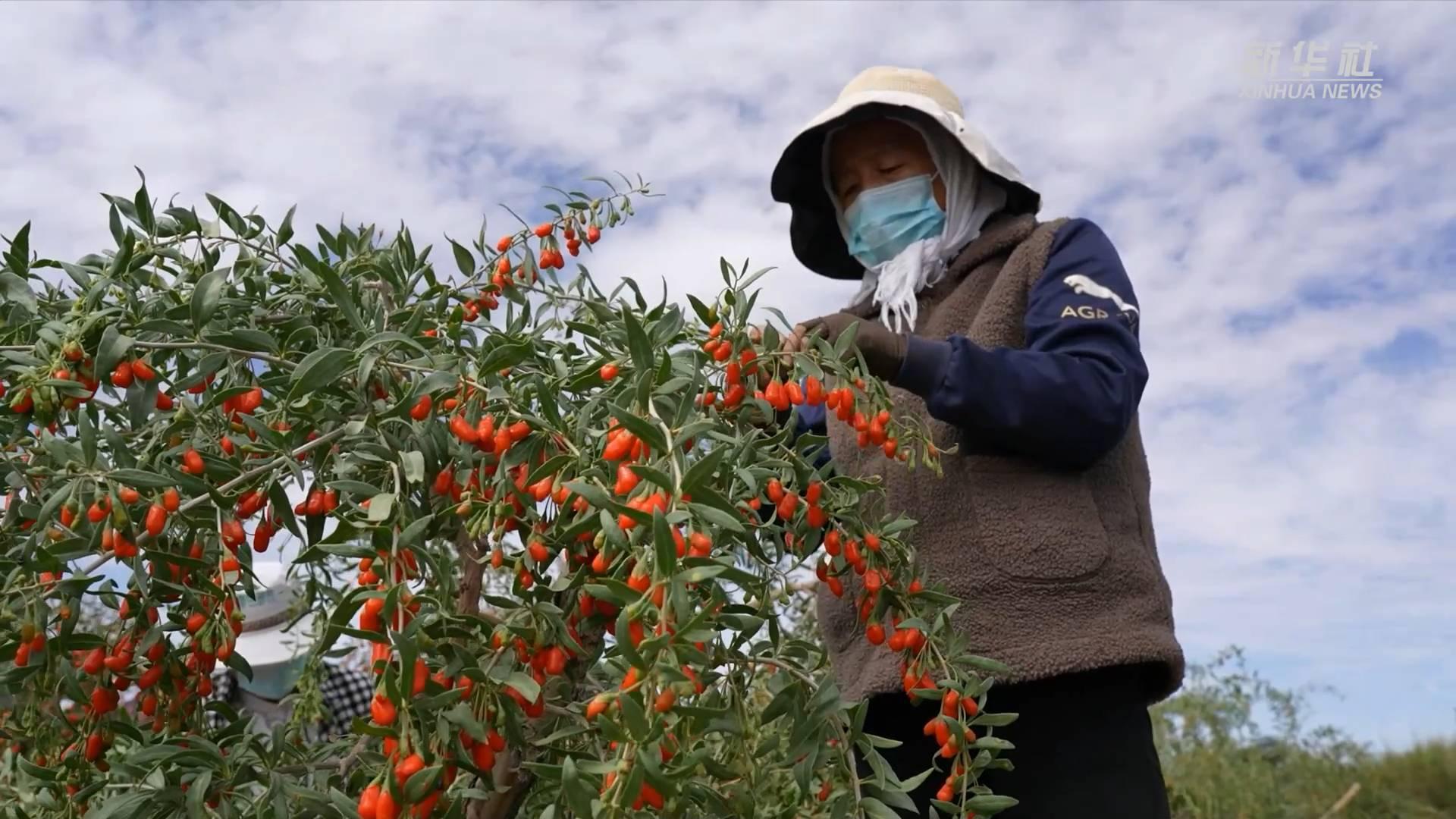 广东丰收劳务有限公司，卓越劳务的典范