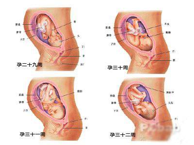 怀胎一般几个月——人类孕育的奇妙旅程