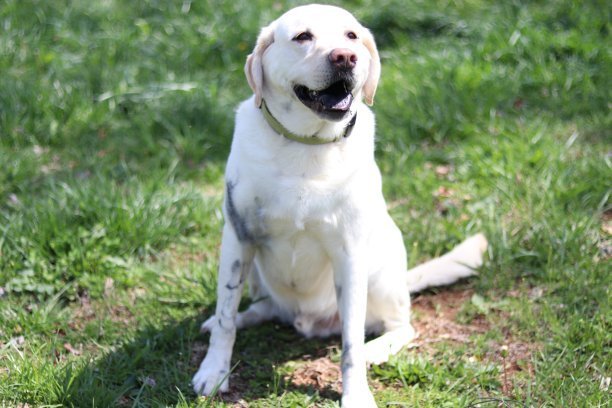 拉布拉多犬的成长与骨骼发育，几个月可以吃骨头？