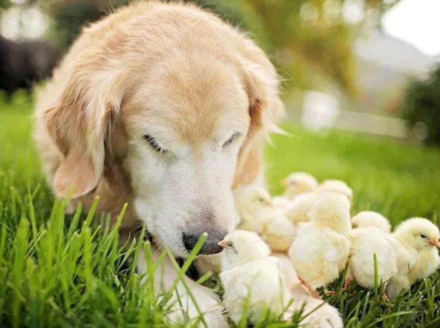 六个月金毛犬的饮食指南，一天应该吃几顿？